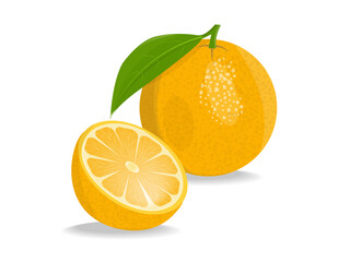 Vector illustration fresh orange fruit with shadow. Image orange and orange slice on white background.