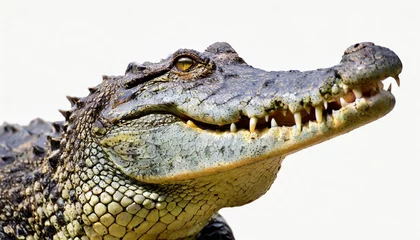 Foto op Plexiglas crocodile isolated in white © Diann