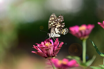 A colorful butterfly rests gracefully on a vibrant flower in a lush garden, showcasing the beauty of nature in the summer
