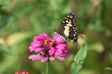 A colorful butterfly rests gracefully on a vibrant flower in a lush garden, showcasing the beauty of nature in the summer