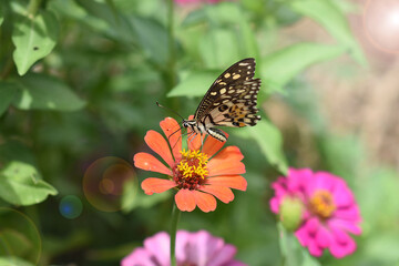 Obraz premium A colorful butterfly rests gracefully on a vibrant flower in a lush garden, showcasing the beauty of nature in the summer