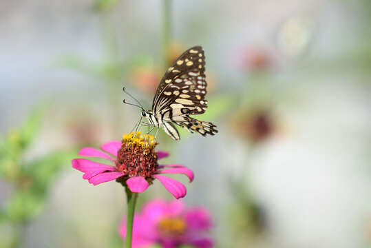 A colorful butterfly rests gracefully on a vibrant flower in a lush garden, showcasing the beauty of nature in the summer