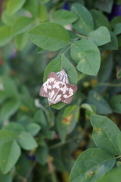 Two insects with the scientific name Nyctemera adversata perched on a green leaf.