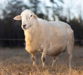 Full grown sheep ram on a paddock in North Carolina