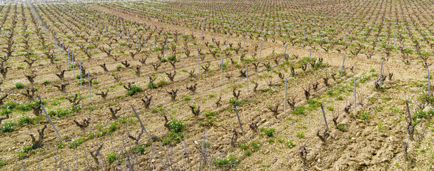 Vineyards in Laguardia. Vineyards and vineyards in Laguardia, Rioja Alavesa, Basque Country.