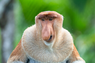 The proboscis monkey (Nasalis larvatus) or long-nosed monkey is a reddish-brown arboreal Old World...