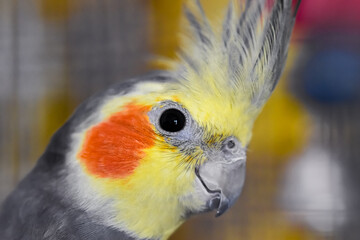 Yellow gray cockatiel nympa parrot close-up portrait