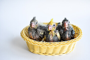 Easter nest basket with chicks baby birds nestlings
