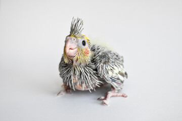 Yellow gray parakeet nymhpa chick baby close-up on white background
