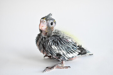 Yellow gray parakeet nymhpa chick baby close-up on white background