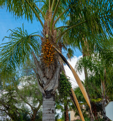 Mauritia flexuosa, known as the moriche palm carrying fruit in the Algarve region of Portugal