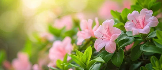 Tuinposter Elegant Pink Floral Azalea Blossoms Background with Soft Petals and Leaves © 2rogan