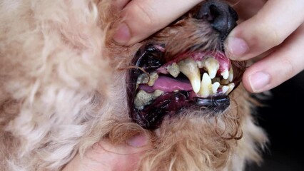 Poor oral care resulting harmful biofilm formed on pet dog teeth that is harmful to health