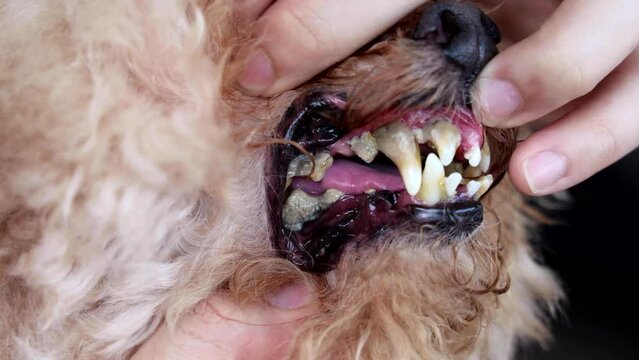 Poor oral care resulting harmful biofilm formed on pet dog teeth that is harmful to health
