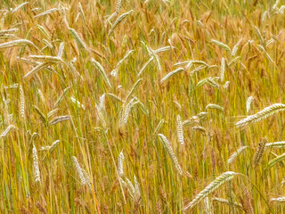Close up of rye plants as nature background