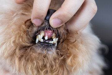Pet dog with front teeth decay and dropped, result of poor oral care