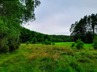 Forest meadow in Bory Tucholskie