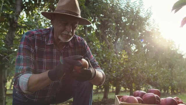 Mature man checking apple quality