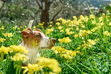 Jack russell terrier sniffing yellow flowers in spring meadow. Allergy concept. Сaring for animals against parasites in warm season.