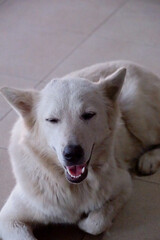 Close-up of a dog face. Dog looks curious and alert.