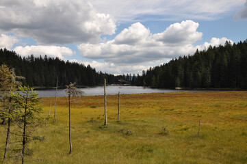 Ausschnit des Großen Arbersees mit Schwingrasen im Bayerischen Wald