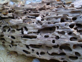 Wurmlöcher im Baumstamm
