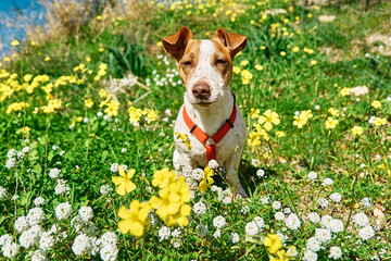 Portrait of Jack russell terrier looking at camera in spring meadow with white and yellow flowers....