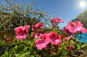 a daisy flower in a beautiful garden in southern Chile