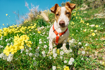 Portrait of Jack russell terrier looking at camera in spring meadow with white and yellow flowers....