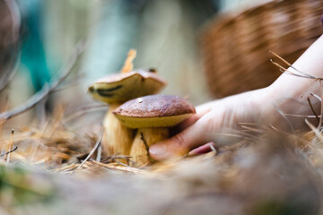 Close up of a woman hand picking mushrooms  © pikselstock