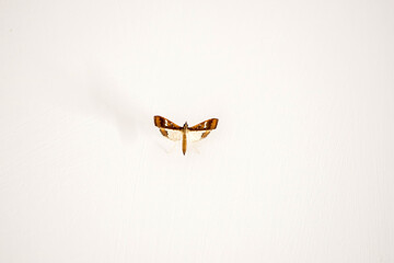 A insect on isolated white background
