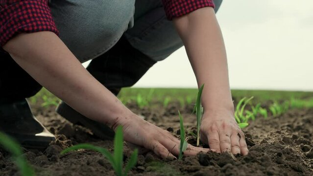 Human puts root of young plant into soil with his hands. Green seedling in fertile soil. Farmer. Gardener in plants green sprout in hole. Agricultural industry. Growth time of green plant in nature.
