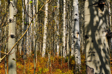 A grove of aspen trees in the Rocky Mountains around the McClure Pass mountain road, on the way to Crested Butte, Colorado, USA.