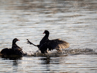 Blässhuhn (Fulica atra)