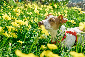 Jack russell terrier sniffing yellow flowers in spring meadow. Allergy concept. Сaring for animals...