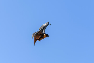 Flying Fox on Maldives island. Fruit bat flying. Gray-headed Flying Fox (Pteropus poliocephalus).