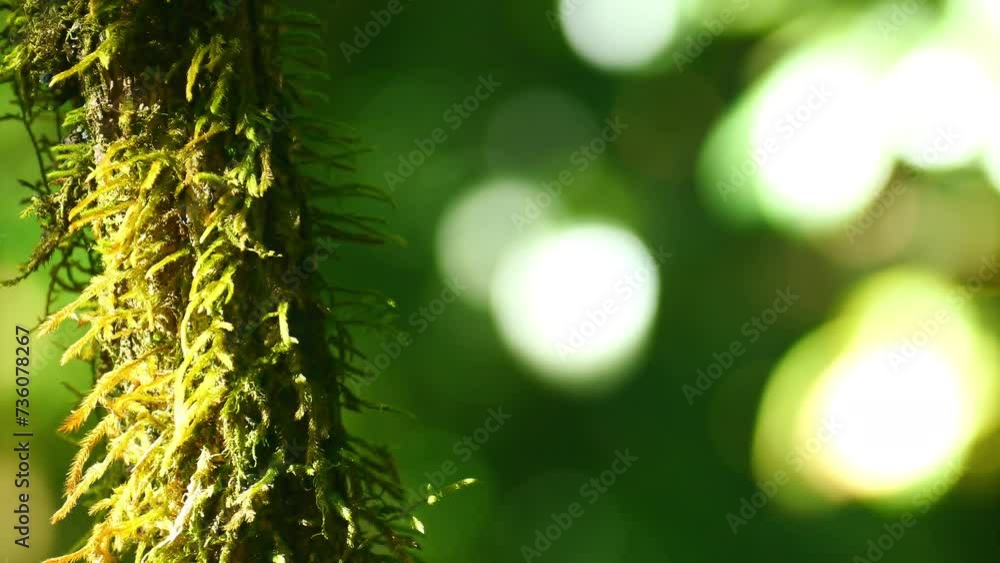 Poster close up macro shot of moss on tree branch with blur bokeh in the tropical forest beautiful blurred 
