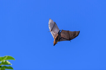 Flying Fox on Maldives island. Fruit bat flying. Gray-headed Flying Fox (Pteropus poliocephalus).