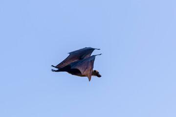 Fototapeta na wymiar Flying Fox on Maldives island. Fruit bat flying. Gray-headed Flying Fox (Pteropus poliocephalus).