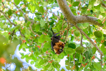 Flying Fox on Maldives island. Fruit bat flying. Gray-headed Flying Fox (Pteropus poliocephalus).