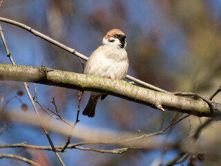 Feldsperling oder Feldspatz (Passer montanus)