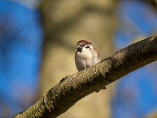 Feldsperling oder Feldspatz (Passer montanus)