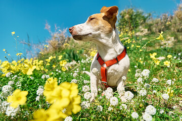 Portrait of Jack russell terrier sniffing air in white and yellow flowers in spring meadow. Allergy...