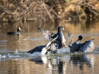 Fototapeta premium Blässhuhn&nbsp;(Fulica atra)