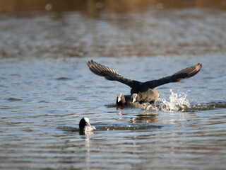 Blässhuhn (Fulica atra)