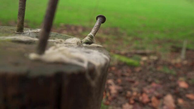 A closeup shot of a nail in a rural fence post with sheep wool and fur caught on it