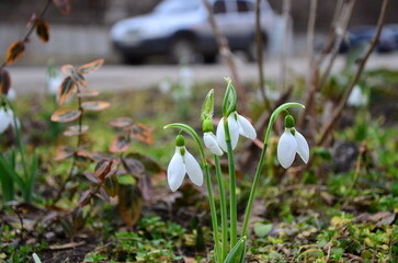 Obraz premium snowdrops near the house in early spring