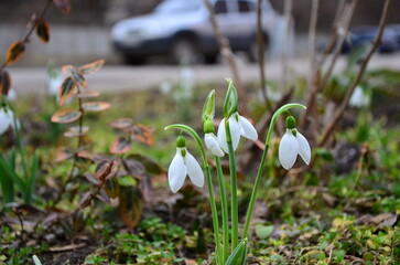  snowdrops near the house in early spring