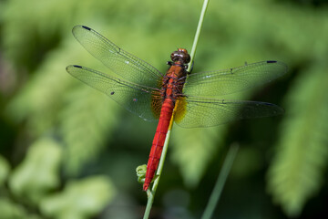 Orthetrum chrysis is a species of dragonfly belonging to the family Libellulidae.