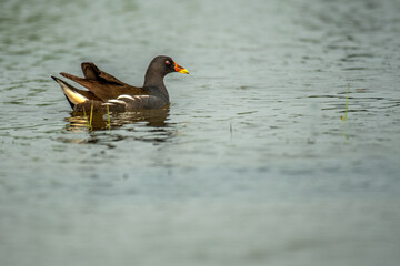 Eurasian Moorhen in Chilika Lake , Manglajodi. Orissa, India,